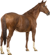 category